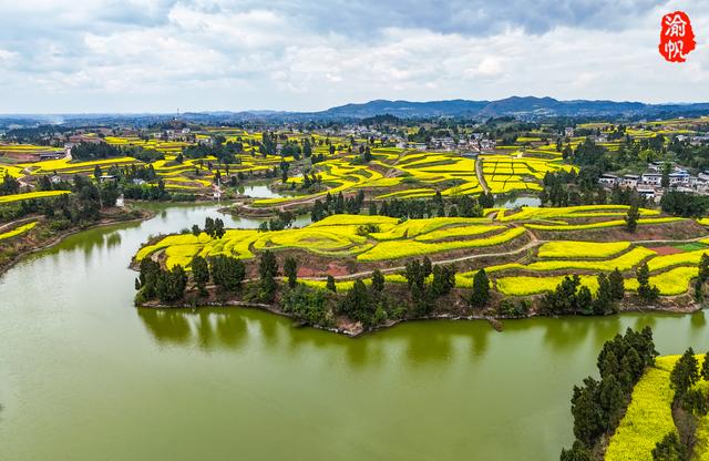 重庆，你糊涂呀！这么美的油菜花海都不宣传，感觉比云南罗平还美
