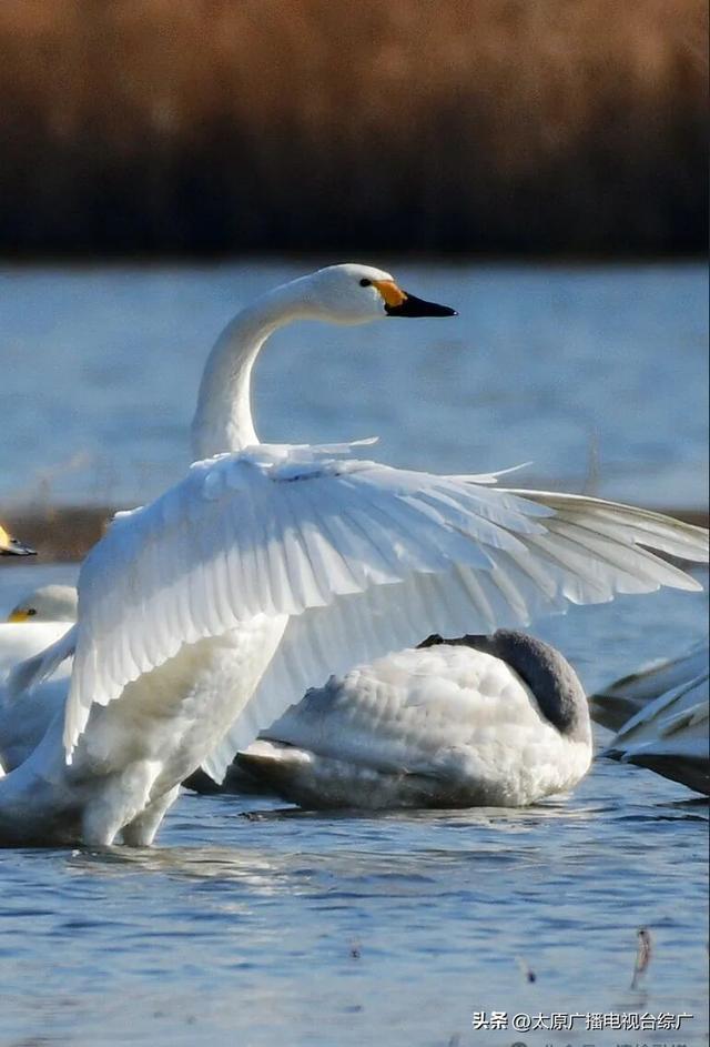 汾河清徐段变美啦，天鹅都赶着来“打卡”