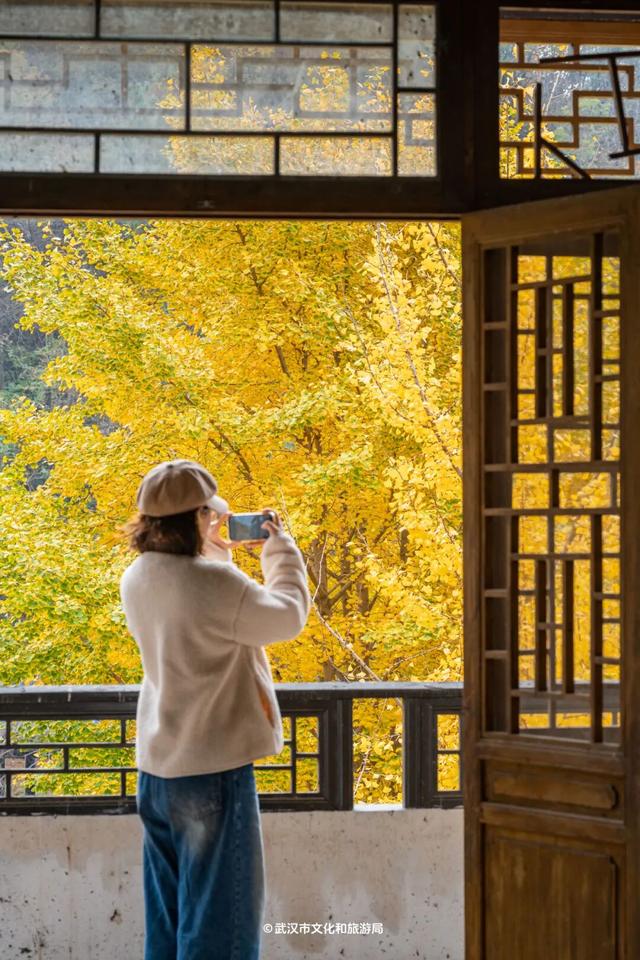 红了！武汉5000余亩红叶树，集体变色