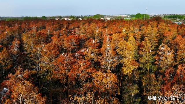 水上森林“红”了!武汉冬日观鸟秘境,邂逅油画里的万鸟齐飞