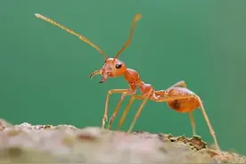 小区惊现不明蚂蚁，疑似外来入侵物种——火红蚁图片