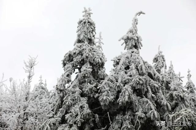 寒潮“炫技”成功！三江这地方浪漫值拉满