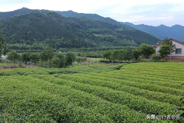 走遍福建古村落，宁德八都福口村，百年古民居都是豪华大宅