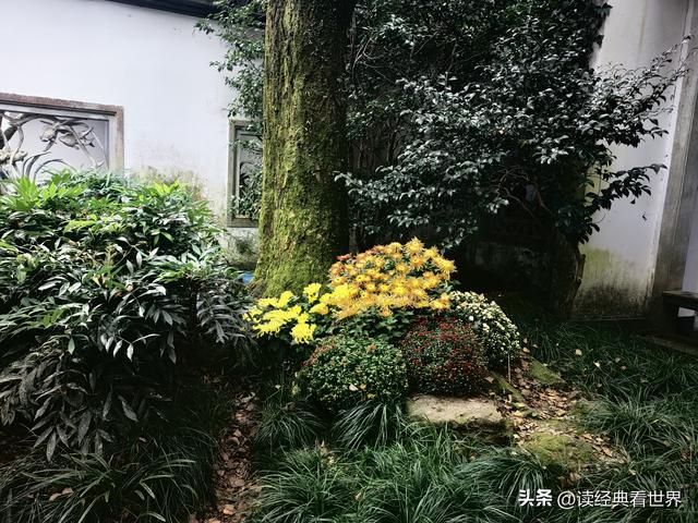 杭州植物园的菊花展——一场关于菊花的饕餮盛宴（一）