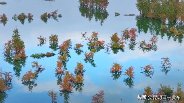 滇池南岸：水杉染秋意 湿地如画卷