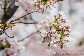 【东方24节气·春分】疏肝顺气，食疗养生——带您了解春分的养生秘诀图片