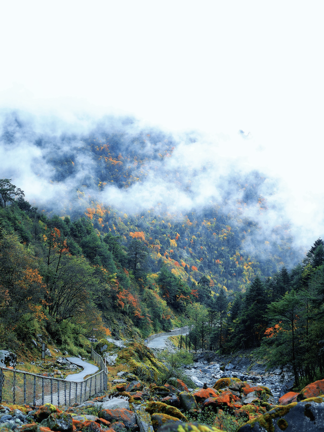 喇叭河红叶巅峰期打卡攻略，彩林秘境+野生萌兽，秋假带娃研学首选！