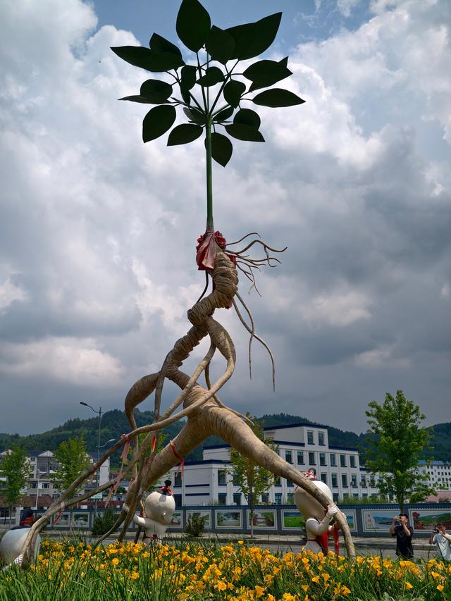 参乡行记：在集安遇见百草之王的千年之约