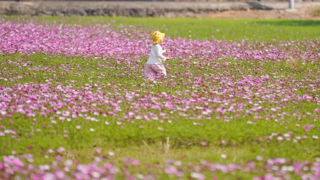 中山这片粉色花海，开了！