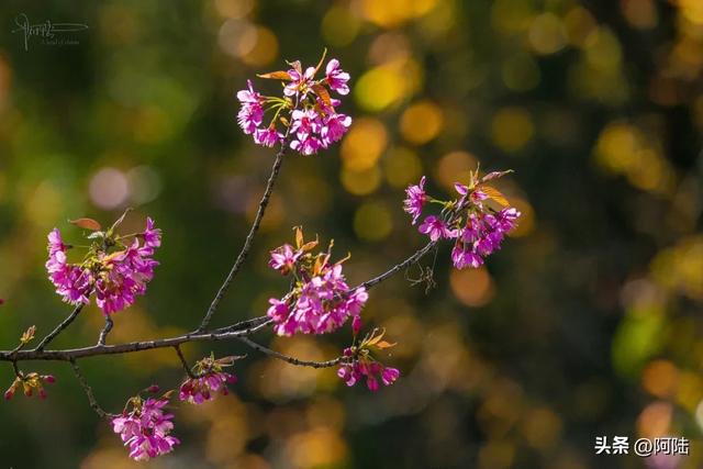 灵鹫山的野樱花快谢了，今年还没看的就别去打扰无为寺的清静啦