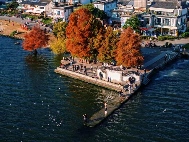 洱海水杉林：湿地生态和谐的“守护者”