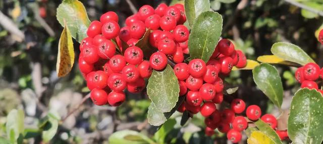 红满枝头！凤鸣公园火棘果红，你来与不来美就在那里！