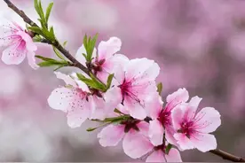 对方把你拉黑了怎么办呢？图片