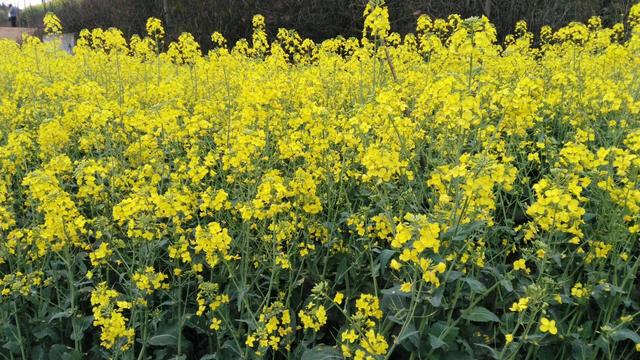 带着孙女去旅行（168）罗平油菜花海游