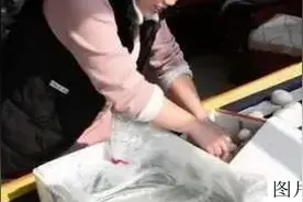 农村老人在家用泡沫箱孵小鸡，年年都是这样做，方法非常简单图片