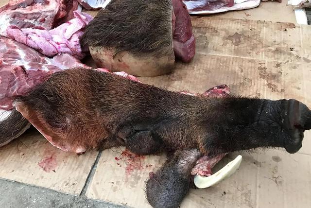 监守自盗! 2024年, 湖北一护林员在山里架980米电网, 冰柜中搜出肢体