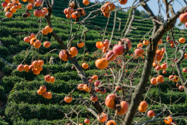 跟着文化游光山丨翁塆茶园：柿熟秋光里的千年雅韵