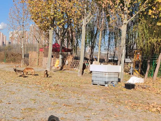 德州城西“花园营地”怎么不见了？