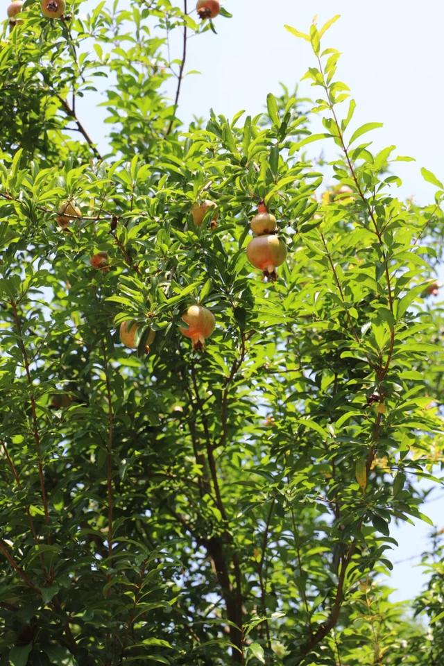 这个初秋，来西山岛见一面吧