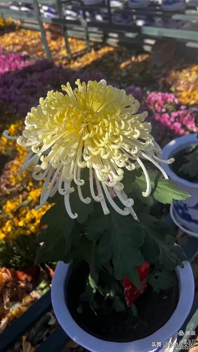 李友珍||岁月倏然·菊韵飘香——紫竹院公园的菊展