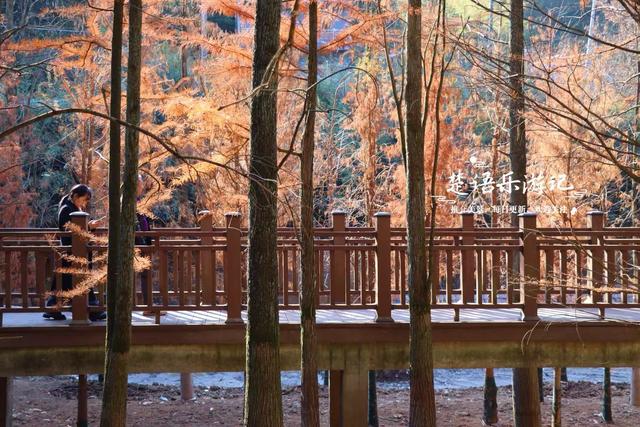 浙江绍兴雪窦岭的水上杉林，被誉为“江南小九寨”，现实却是这样