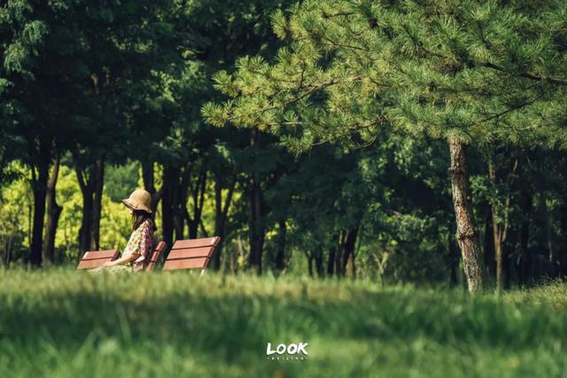 绝对不可以,错过这片金秋稻田