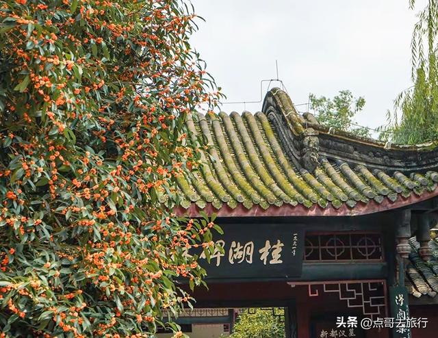 成都最出名的桂花观赏地，超级低调，桂香四溢，地铁公交车直达！