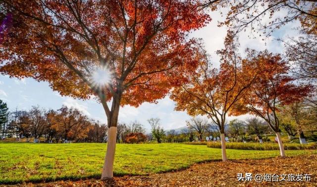 【乐游烟台】低头捡个秋！我收藏了整个烟台的秋天