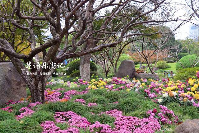 宁波城区新增一处菊花展，宋韵与动漫元素相结合，成秋日限定美景