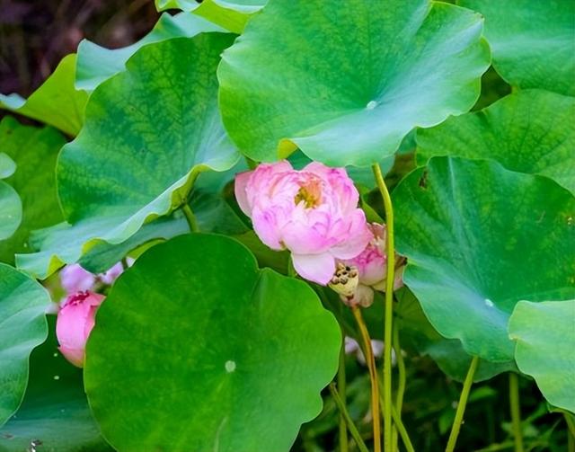 这很中国！长安街10座花坛植入80年历史变迁——