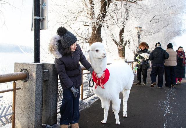 小雾凇岛迎绝美五星雾凇 配套升级打造舒心冬游地