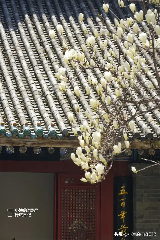 别去广仁寺挤了！西安小众古寺，藏着全城最高的玉兰，人少景美