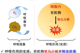 生命为什么吸氧不吸氮？图片