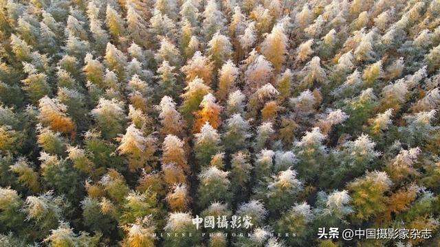 林树国｜塞罕坝林海之歌