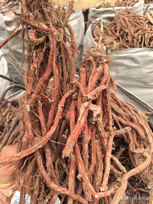 一眼千年朱颜改 || 好梦萦回