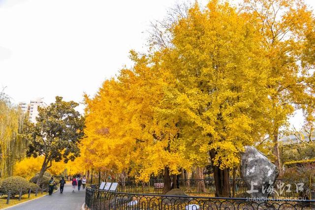 300岁古银杏披上“黄金甲”，“落叶不扫”打造金色打卡点