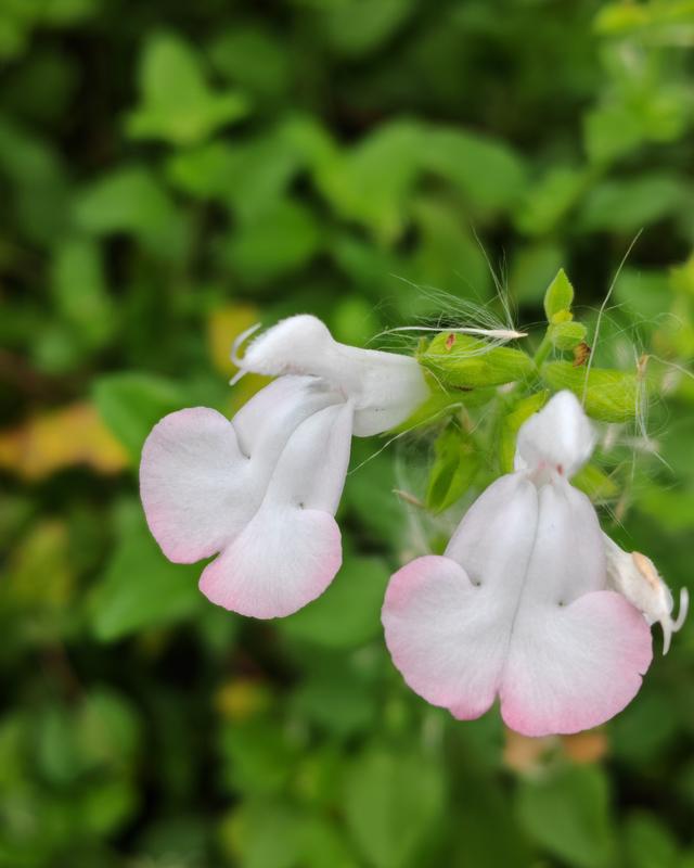 繁花似锦的秋天