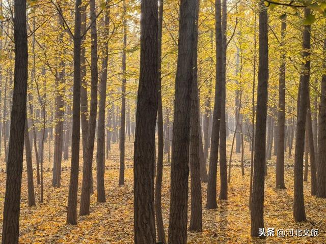 藏不住了！河北邯郸这片 “黄金海” 已上线，错过再等一年！