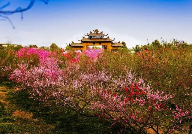 合肥三月花讯 | 后来，我逢人就说，合肥的春天有多浪漫 | 春游江淮