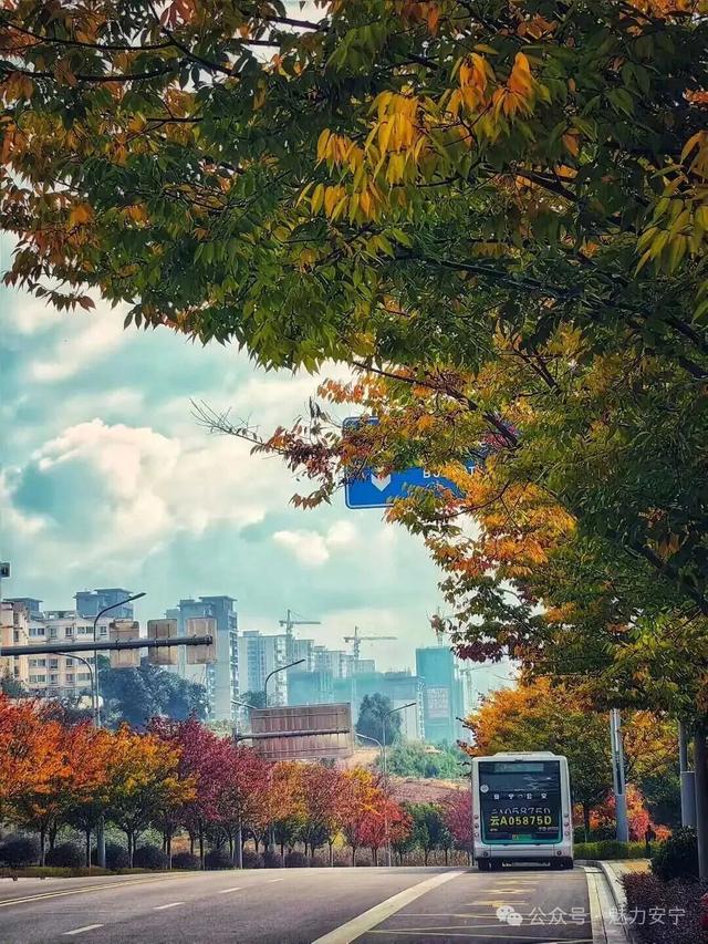 满树深红出浅黄，秋叶更胜二月花！去安宁邂逅秋天柔软的轮廓
