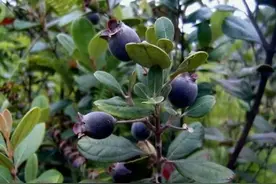 水果百科：桃金娘图片