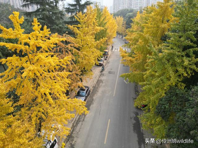 成都徒步（71）·昭觉寺银杏&升仙湖水杉