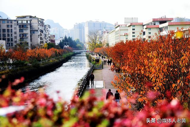六盘水水城河道两畔初冬樱花红叶层峦叠嶂点亮城市之约