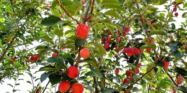 产自洪洞的“甜蜜果实”，你吃过没？🤩