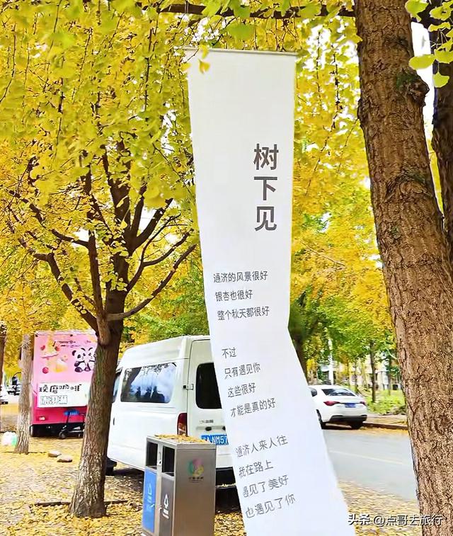 成都彭州被低估的场镇，3公里银杏长廊超级壮观，公交车直达！