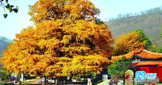 潍坊这些银杏观赏地，个个含“金”量满满！