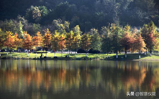 仪陇德园「初冬调色盘」已上线！限定美景正当时，快带家人朋友打卡！