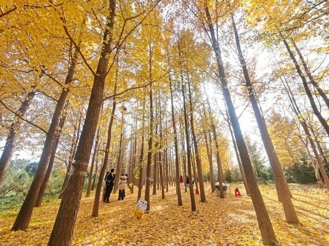 冬之伊始，来潼关寻觅初冬色彩