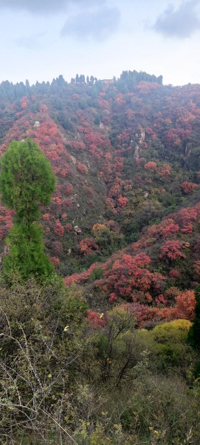 骊山红叶似火 车辆行人如织