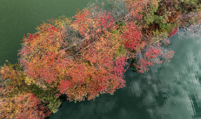 乌桕林“遇见”桂林山水 绘就“青红山水图”